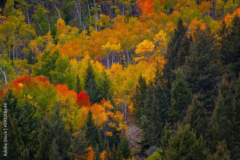 Landscape of Colorful Foilage yellow and green trees in the forest