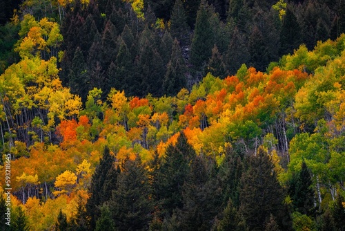 Landscape scene of Colorful Foilage yellow and green trees in the forest