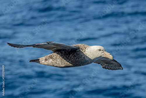 Nahaufnahme eines Riesensturmvogel (Macronectes giganteus) im Flug über das südliche Meer der AntarktisMeer photo