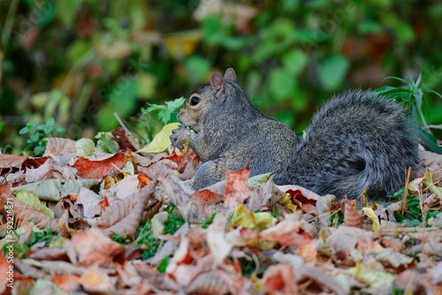 Closeup of a squirrel on crunchy autumn leaves outdoors