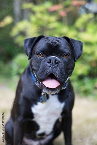 Vertical shot of a black boxer on the blurry background © Drob1/Wirestock Creators