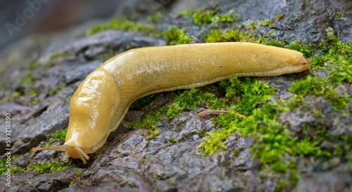 Closeup shot of a banana slug in the Pacific Northwest photo
