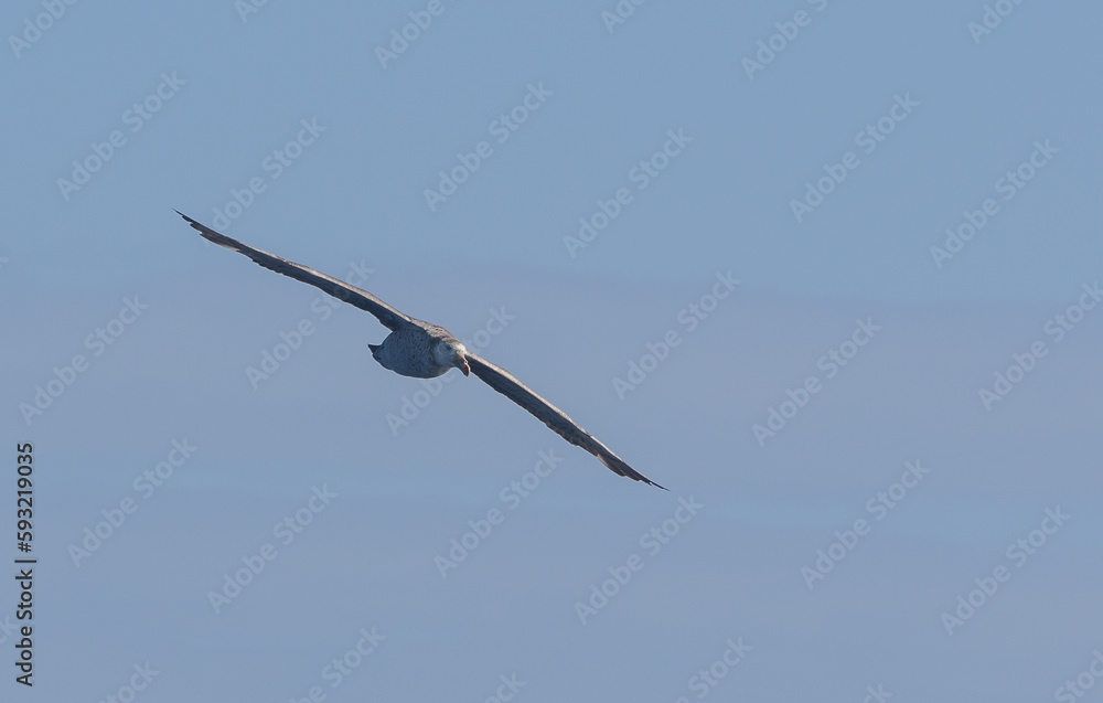 Nahaufnahme eines Riesensturmvogel (Macronectes giganteus) im Flug über das südliche Meer der AntarktisMeer