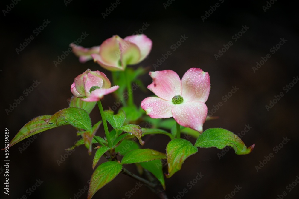 Closeup shot of pink flowers against the black background Closeup shot of pink flowers against the black background