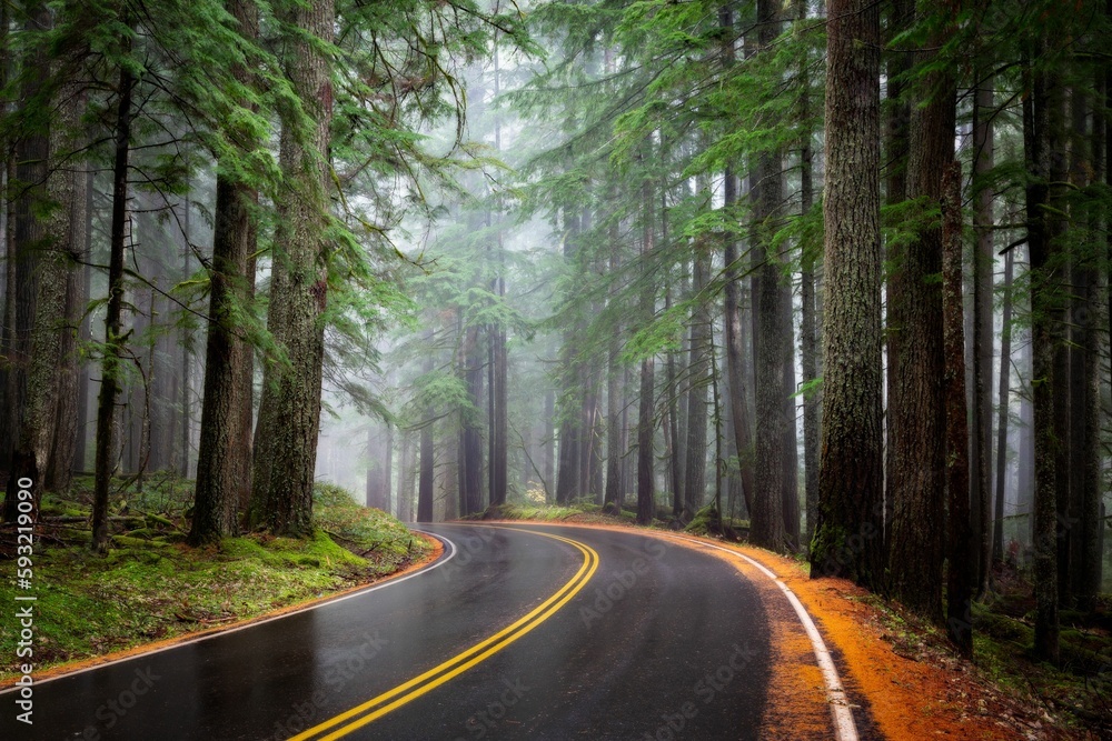 Fototapeta premium Beautiful view of a road in the forest in the Pacific Northwest
