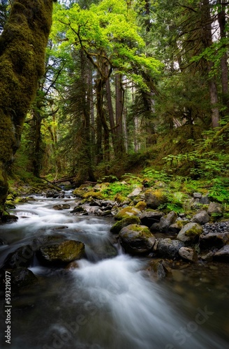 Fototapeta Naklejka Na Ścianę i Meble -  Vertical shot of a beautiful forest near the lake in Pacific Northwest