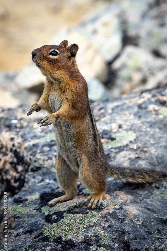 Closeup of a cute chipmunk standing up straight on its feet Closeup of a cute chipmunk standing up straight on its feet
