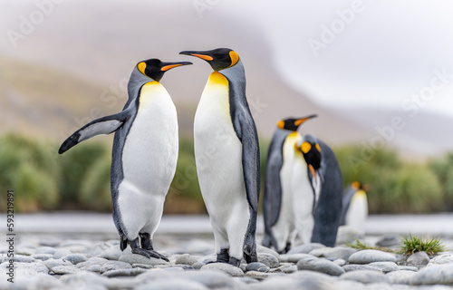 K  nigspinguin -  APTENODYTES PATAGONICUS  Kolonie in Salisbury Plain eine weite vom Grace-Gletscher ausgewaschene Ebene auf S  dgeorgien und S  d Georgiens gr    te See-Elefanten Aufzuchtst  tte