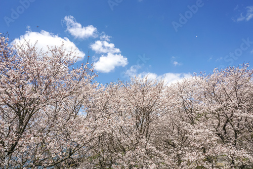 桜が満開の風景 春のイメージ