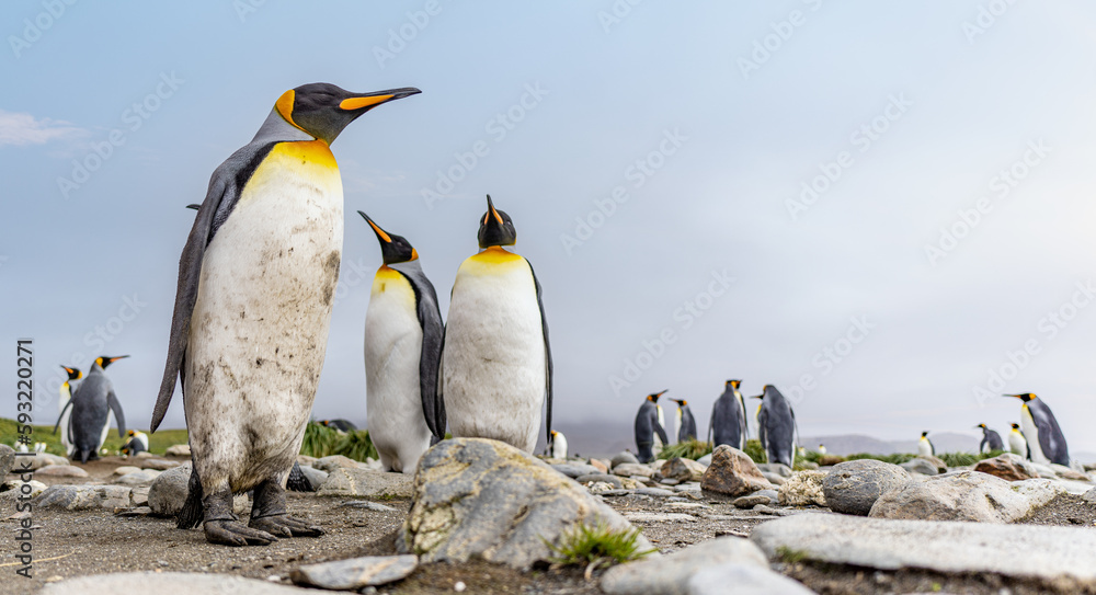 Fototapeta premium Königspinguin - (APTENODYTES PATAGONICUS) Kolonie in Salisbury Plain eine weite vom Grace-Gletscher ausgewaschene Ebene auf Südgeorgien und Süd Georgiens größte See-Elefanten Aufzuchtstätte