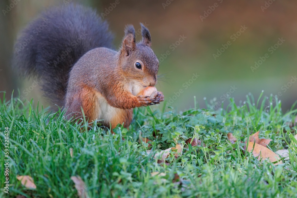 Closeup of a cute little red squirrel eating an acorn on a blurred background outside Closeup of a cute little red squirrel eating an acorn on a blurred background outside