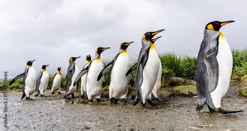 Fototapeta premium Königspinguin - (APTENODYTES PATAGONICUS) Kolonie in Salisbury Plain eine weite vom Grace-Gletscher ausgewaschene Ebene auf Südgeorgien und Süd Georgiens größte See-Elefanten Aufzuchtstätte