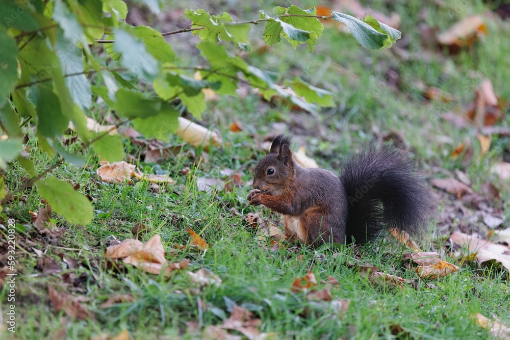 Closeup shot of a gray squirrel eating a nut on a grass Closeup shot of a gray squirrel eating a nut on a grass