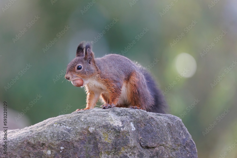 Naklejka premium Closeup shot of a gray squirrel eating a nut on a stone