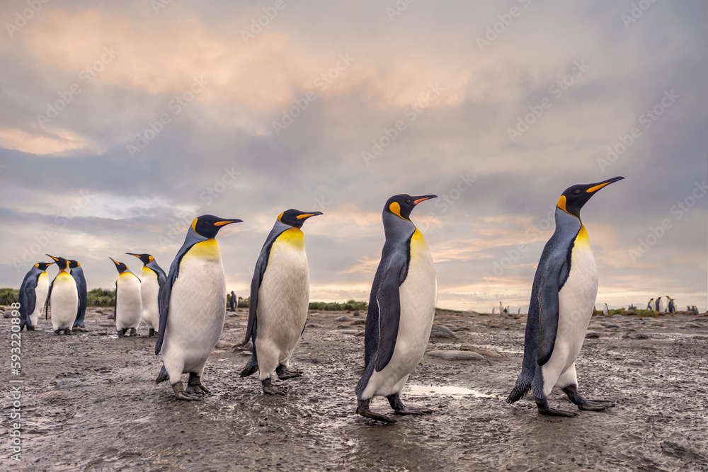 Fototapeta premium Königspinguin - (APTENODYTES PATAGONICUS) Kolonie in Salisbury Plain eine weite vom Grace-Gletscher ausgewaschene Ebene auf Südgeorgien und Süd Georgiens größte See-Elefanten Aufzuchtstätte