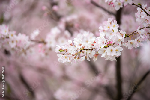 春の日差しに輝く桜 春のイメージ
