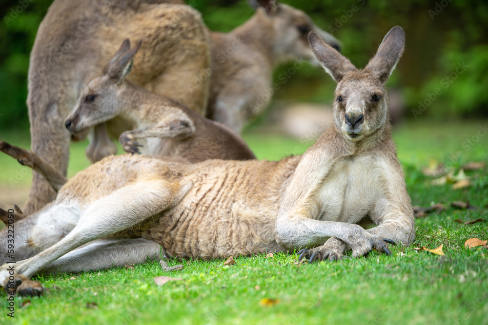 カンガルーのポートレート カンガルーのポートレート
