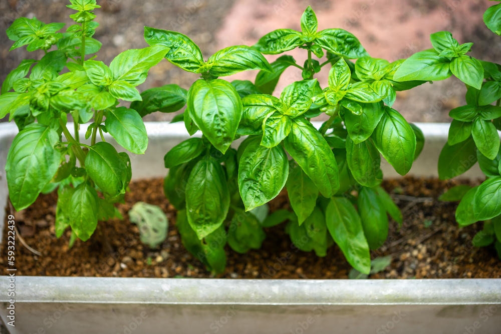 バジルの葉　家庭菜園