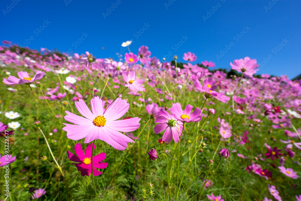 コスモスの花　秋のイメージ