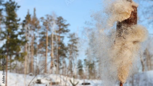 Cattail in the winter forest. Close-up. Inflorescence-cob of cattail with ripe crumbling seeds. The wind blows the cattail seeds.