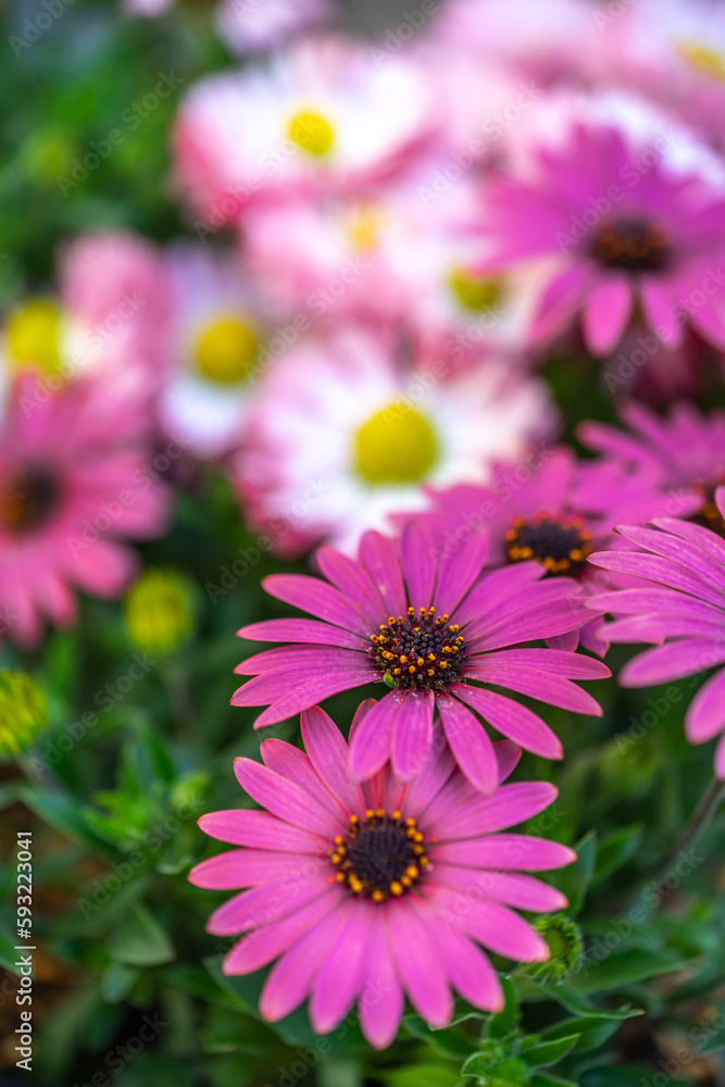 Obraz premium デイジーの花 春のイメージ