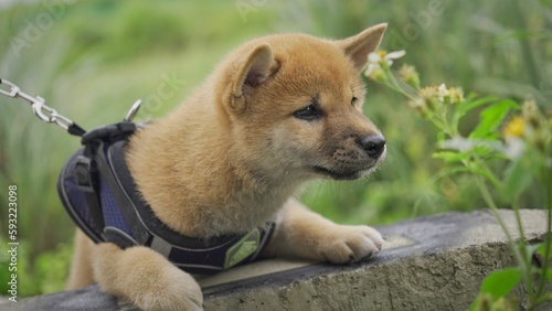 Beautiful playful fluffy shiba inu puppy in the park