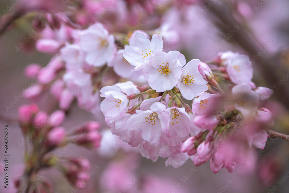 Fototapeta premium 春の日差しに輝く桜の花 春のイメージ