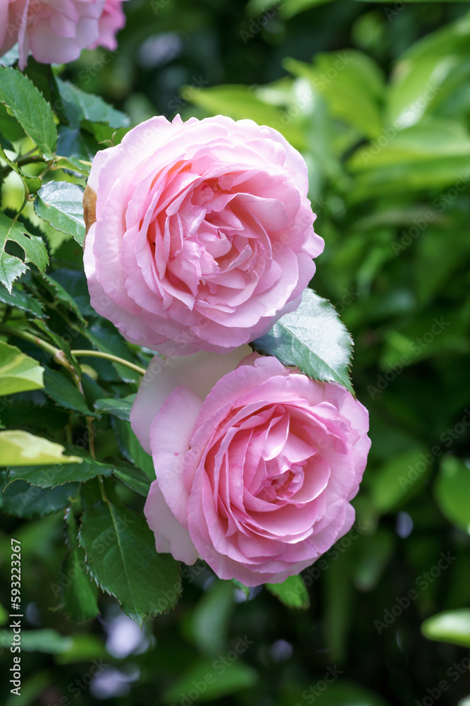 バラの花　屋外撮影