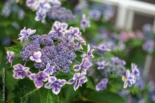 Wallpaper Mural 紫のアジサイ　梅雨の季節のイメージ Torontodigital.ca