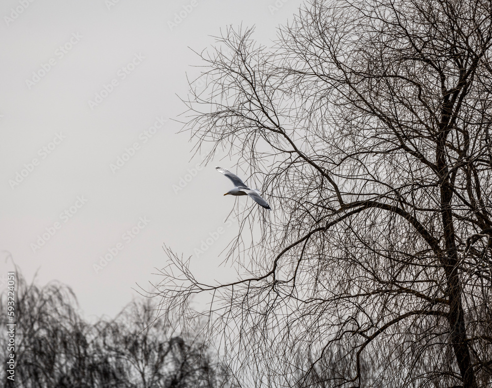 Obraz premium beautiful bird in the spring against the blue sky in search of food