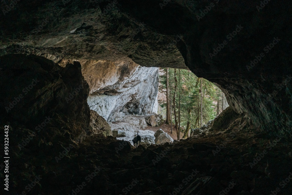 Scenic view of forest trees from inside of a dark cave Scenic view of forest trees from inside of a dark cave