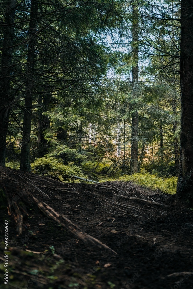 Vertical shot of trees in a forest at daytime