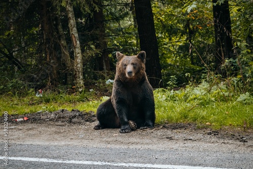 Brown bear in a forest near the road at daytime