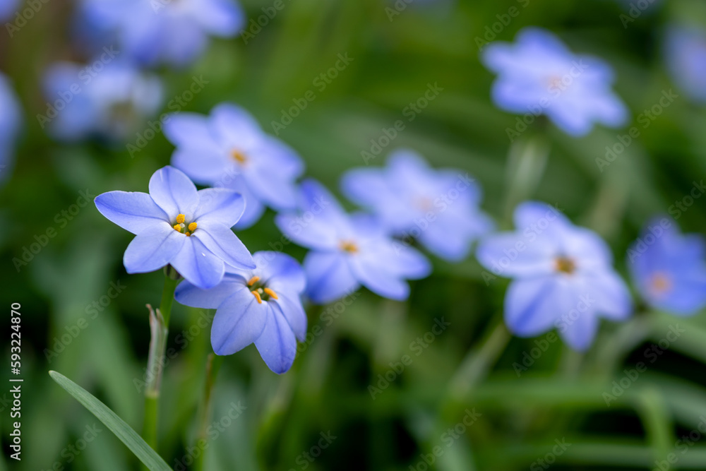 ハナニラの花 春のイメージ ハナニラの花 春のイメージ
