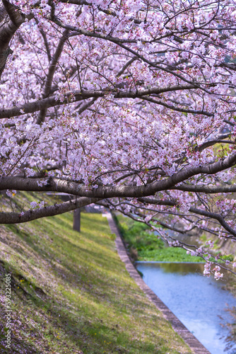 Wallpaper Mural 春の日差しを浴びる桜の花 Torontodigital.ca