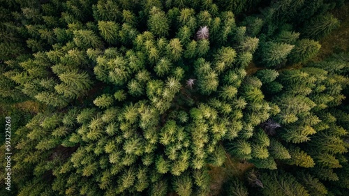 Top view of the beautiful dense forest with green trees during the daytime © Vlad Chețan/Wirestock Creators