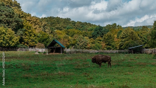 Big bison grazing in the field with small huts and the green forest in the background