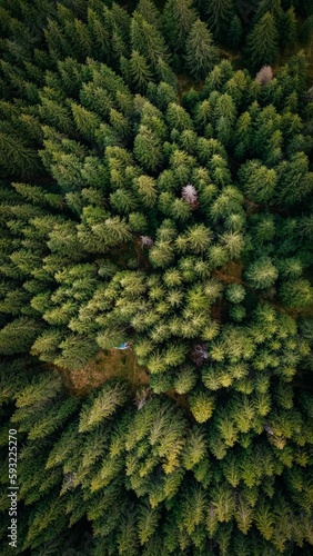 Top view of the beautiful dense forest with green trees during the daytime