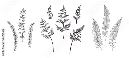 Fern. Collection with greenery. Vintage engraving style. Black.