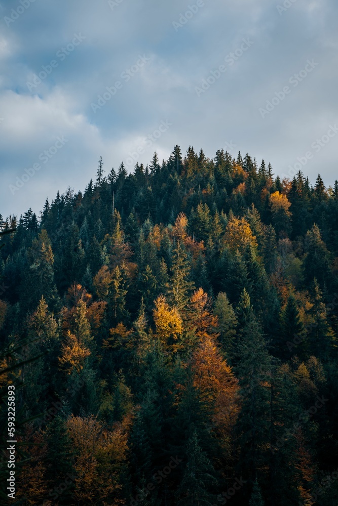 Vertical shot of a forested hill on a cloudy weather