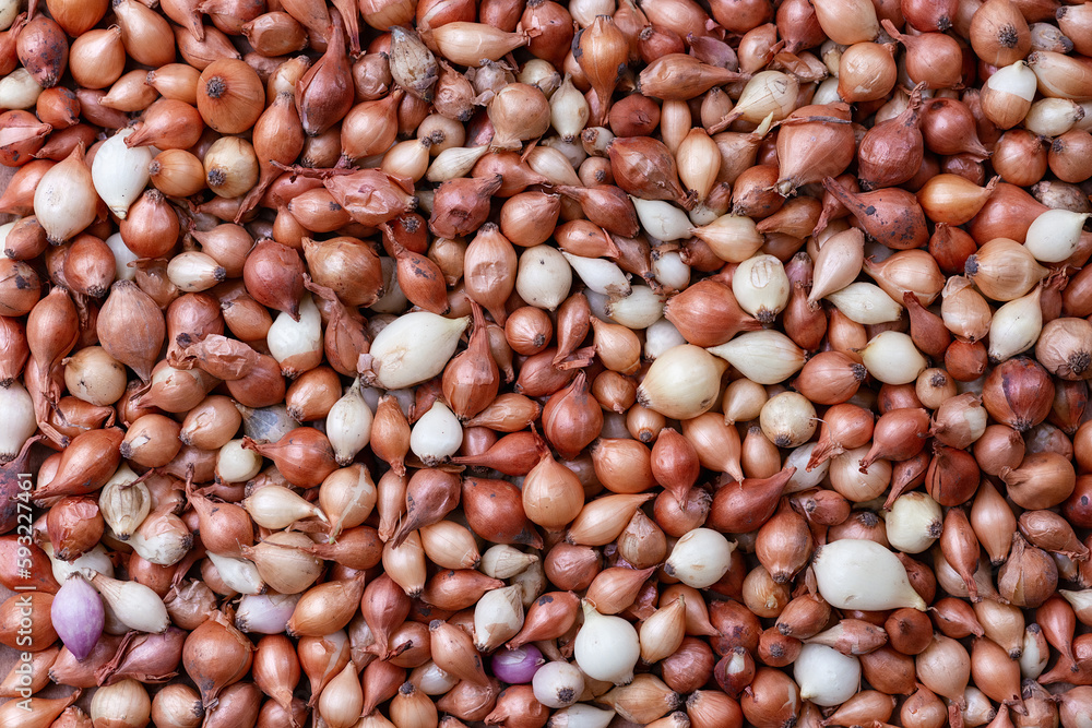 Bulbs onion seeds. Background from onion seeds, top view. Small onion heads. Onions and onion seeds. Bulbs onion seeds. Background from onion seeds, top view. Small onion heads. Onions and onion seeds.