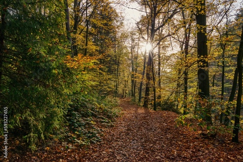 Beautiful green forest with highly colorful trees and fallen dry leaves