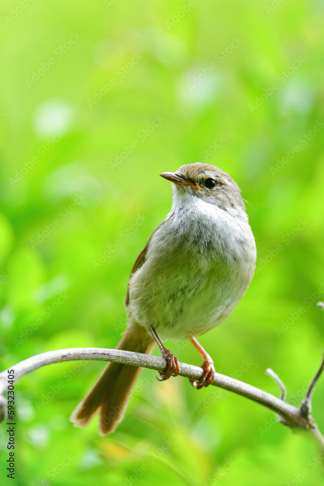 Obraz premium 公園や雑木林で美しいさえずりで歌う身近なかわいい野鳥ウグイス