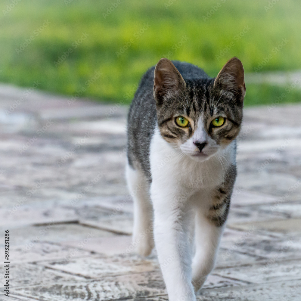 Katze Katze