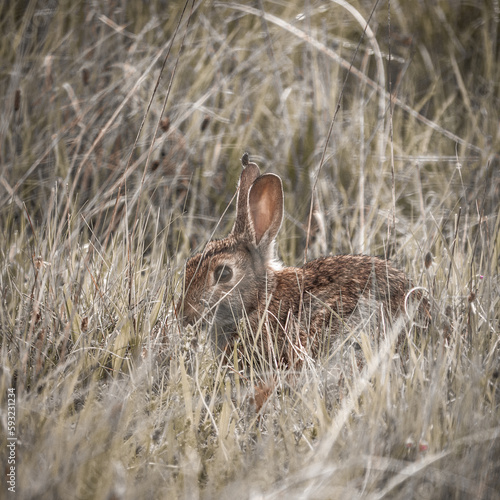 Kaninchen im Gras