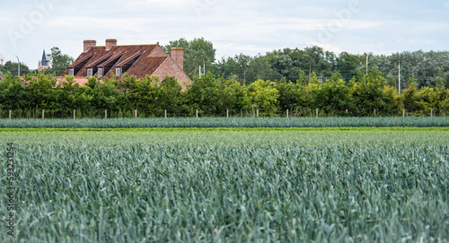 Feld
