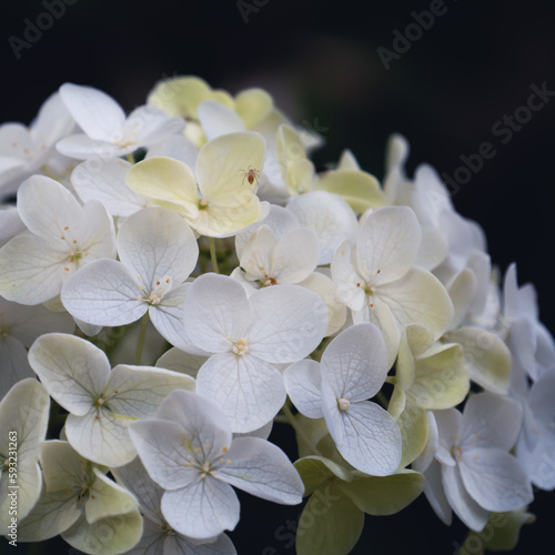 Weiße Blumen