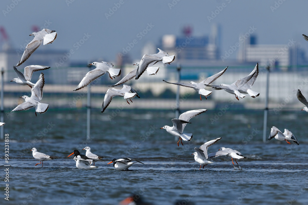春の海辺で群れる身近な水鳥ユリカモメ