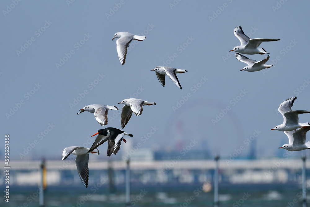 Fototapeta premium 春の海辺で群れる身近な水鳥ユリカモメ
