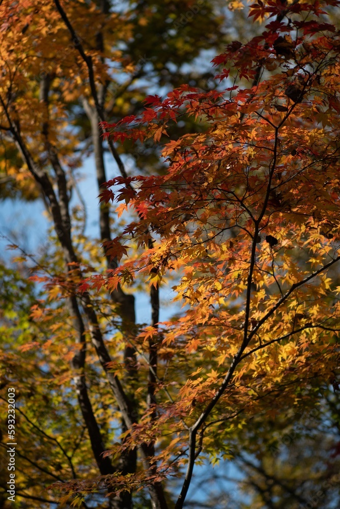 Image of trees with yellow and red leaves during the fall season. Image of trees with yellow and red leaves during the fall season.